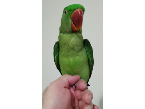 Yavru erkek alexander papağanı jumbo boy
