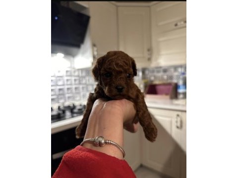 Korekan poodle yavrularım