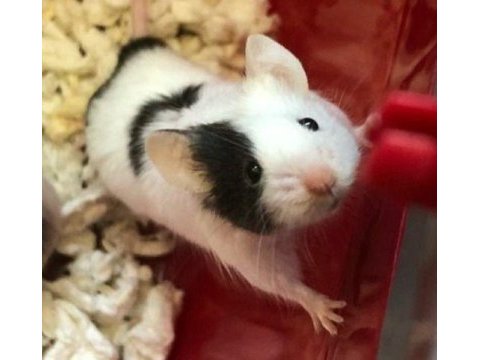 Panda mice yavrular ve malzemeleri adrese teslim vardır
