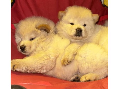 Irkının tüm özellikleri orjinal chowchow