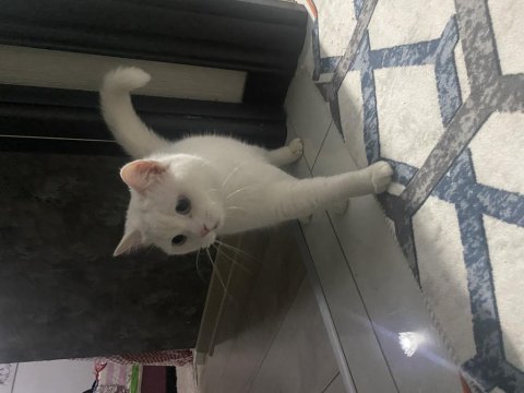Hamile dişi kedimiz