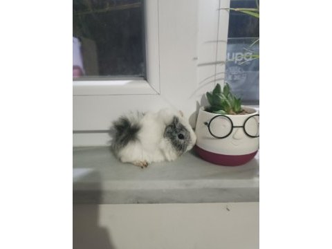 Yavru peruvan guinea pig