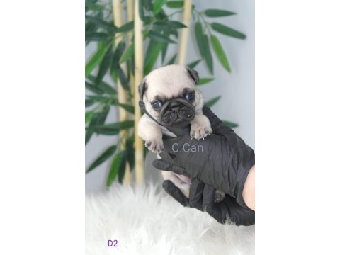Yavru pug mops köpekler