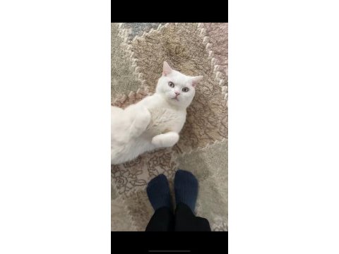 Acil cüzi miktarda british shorthair