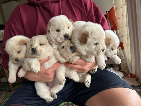 Sağlık ve ırk garantili chow chow yavrularımız