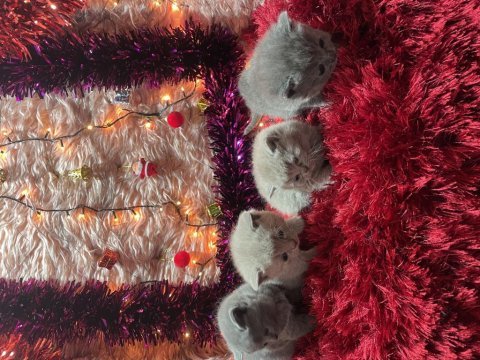 Her renk her cins british shorthair yavrumuz mevcuttur