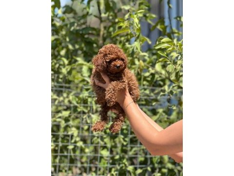 Üst düzey toy poodle bebekler