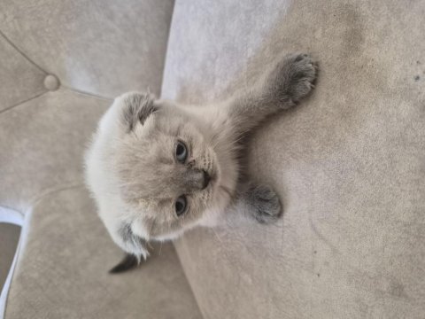 Scottish fold kedisi