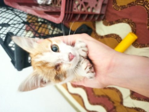 Sarman yavru kedimiz