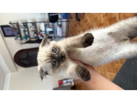 Blue point scottish fold erkek yavrumuz