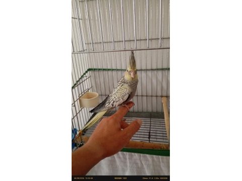 Uyguna 2,5 aylık erkek sultan papağanlar