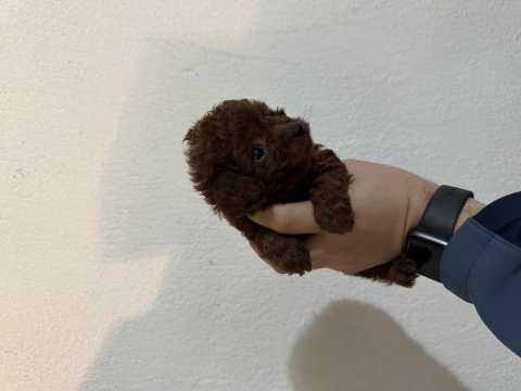 Mini boy poodle yavrular