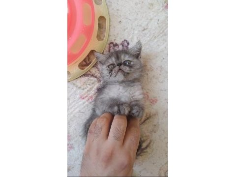 İran chinchilla ve iran persian