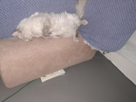 Çok sevimli ve akıllı chinchilla kedisi