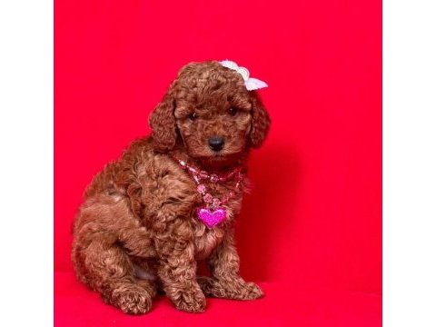 Sevimli toy poodle yavrularımız