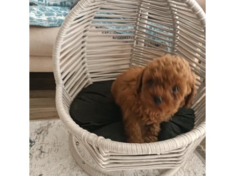Toy poodle wc eğitimli ve karneli