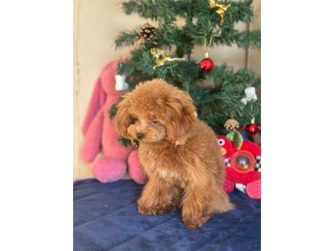 Mini poodle 1.4 kg