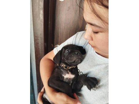 Cane corso yavrularımız çiftliğimızden