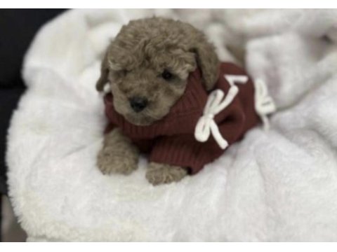 Toy poodle yavrumuz için ulaşın