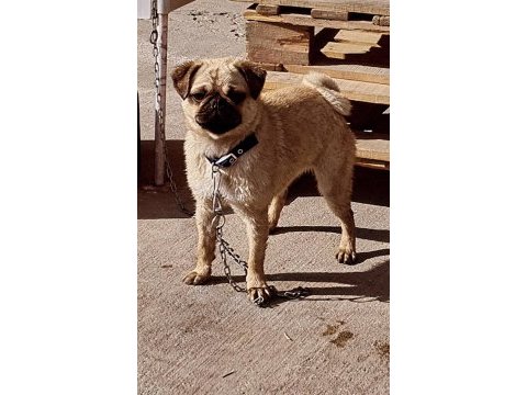 Pug köpeklerimiz sahiplendirilecektir