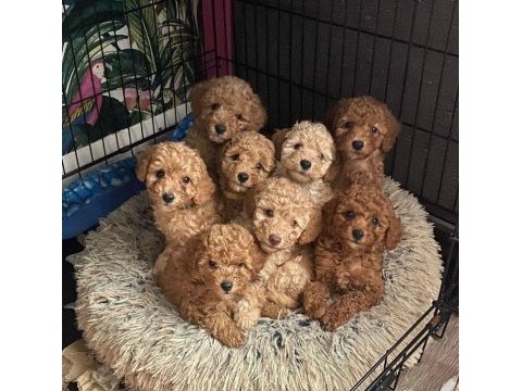 Minik patiler, büyük sevgi maltipoo yavrular