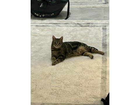 3 yaş tekir mıncır tatlı sağlıklı ve sevecen