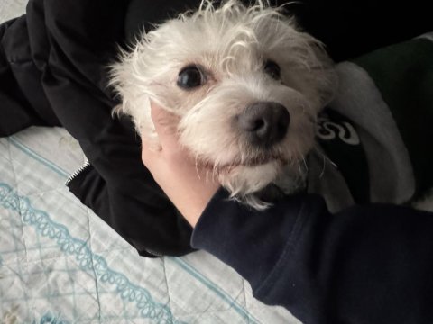 İstanbul içi köpeğimiz dobby için ömürlük yuva arıyoruz