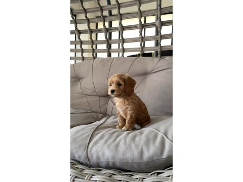2 aylık dişi maltipoo