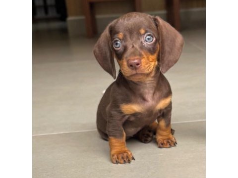Özel üretim miniature dachshund yavrular