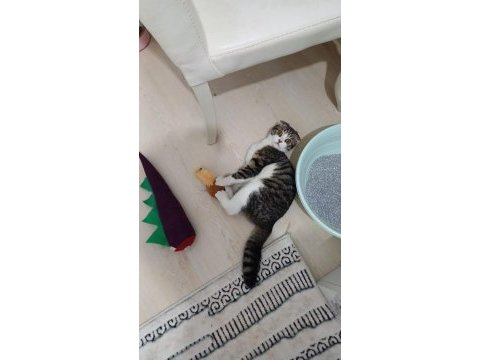 Sokağa atılan cins erkek kedimiz