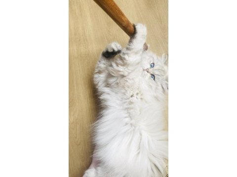 British longhair 1 yaşında