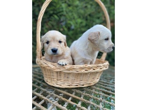 Son 2 golden retriever bebekler tuvalet eğitimli