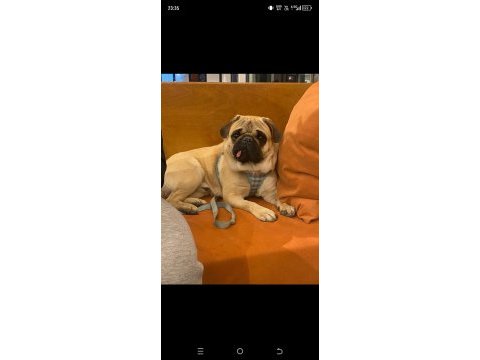 Pollyynin bebekleri yeni evine gitmeye hazır pug