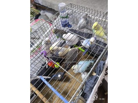 2 4 aylık yavru dişi erkek muhabbet kuşları