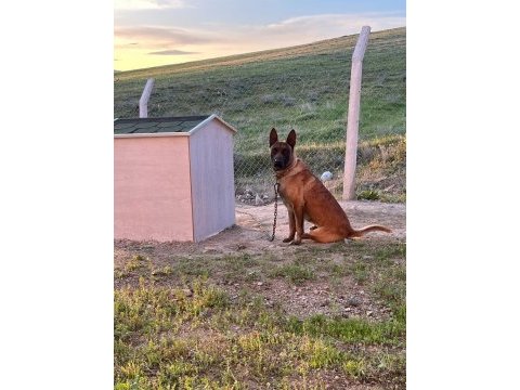 Belçika kurdu (malinois)