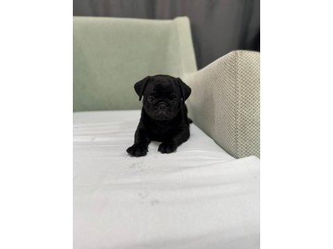 Sevimli siyah pug yavrumuz