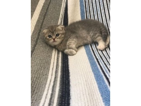 Scottish fold dişi yavru kedimiz rezerve edilebilir