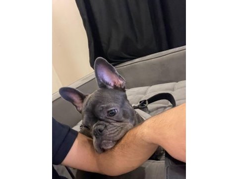 Bulldog kızım moi 6 aylık sahiplendiriyoruz sevgi delisi