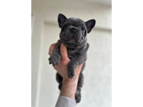 French bulldog ırkının en iyilerinden diyebilirim