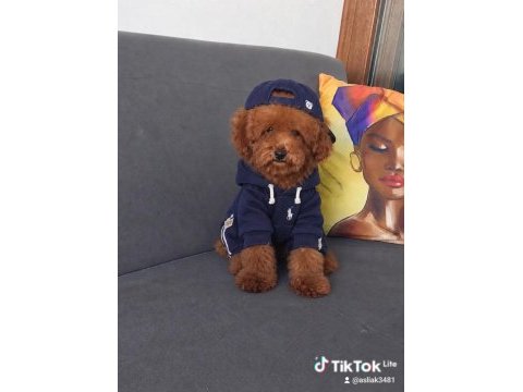 Toy poodle erkek yavru kedimiz