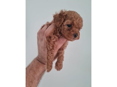 Toy poodle köpeğimiz ankara batıkent