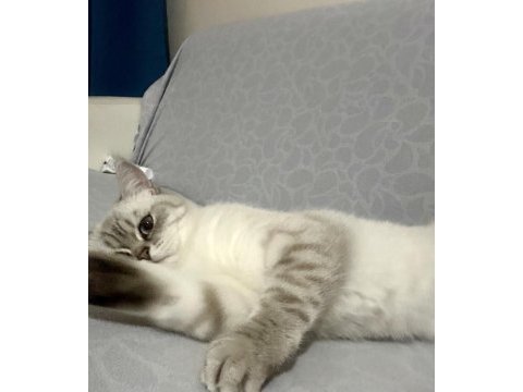 1 yaşında kısır dişi exotic shorthair