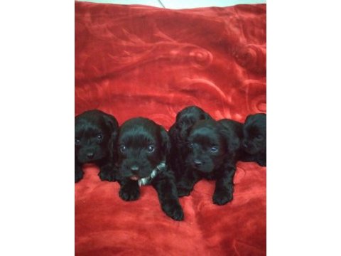 Siyah inci morkie ler