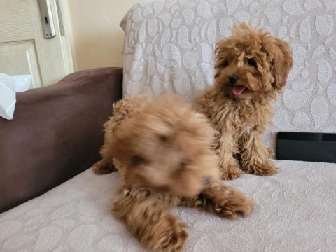 Sağlıklı poodle yavrular