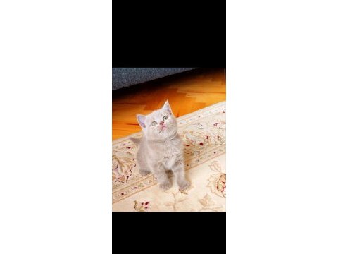 Gri lilac dişi erkek yavru kediler