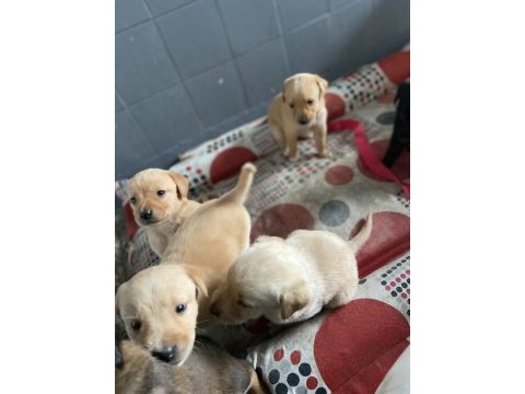 70 günlük erkek dişi has golden retriever