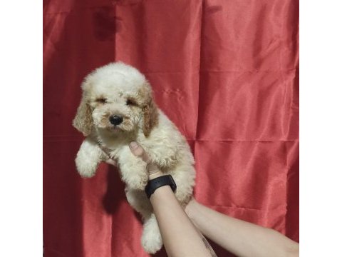 Labradoodle yavrusu