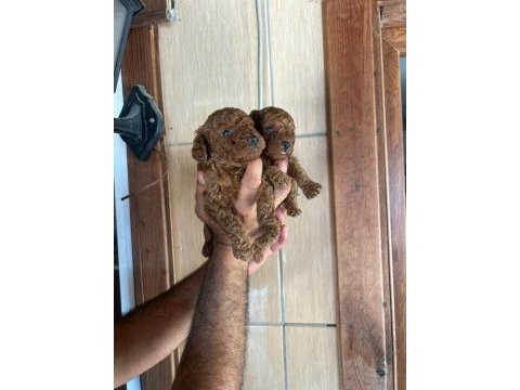 Red poodle yavru köpekler
