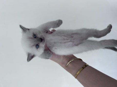 Scottish straight blue point ve lilac