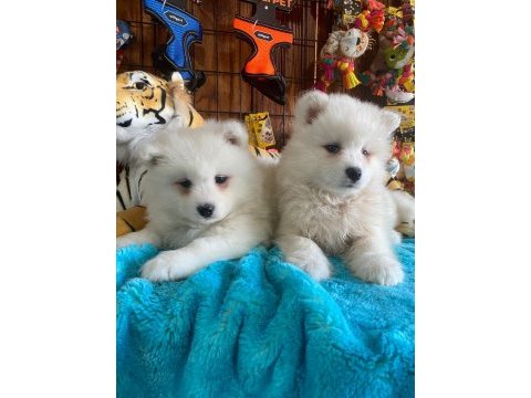Burkemden a kan samoyed yavruları